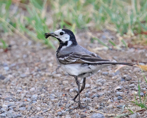 Konipas bílý (Motacilla alba)