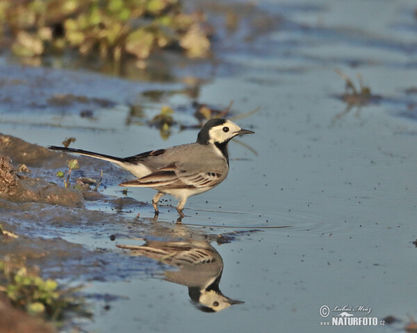 Konipas bílý (Motacilla alba)