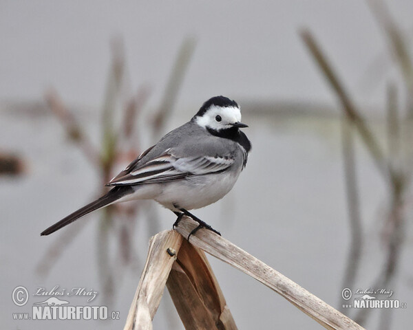 Konipas bílý (Motacilla alba)