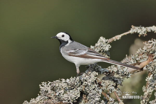 Konipas bílý (Motacilla alba)