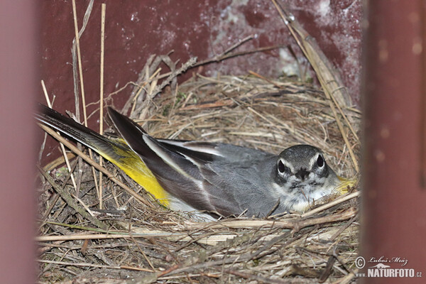 Konipas horský (Motacilla cinerea)