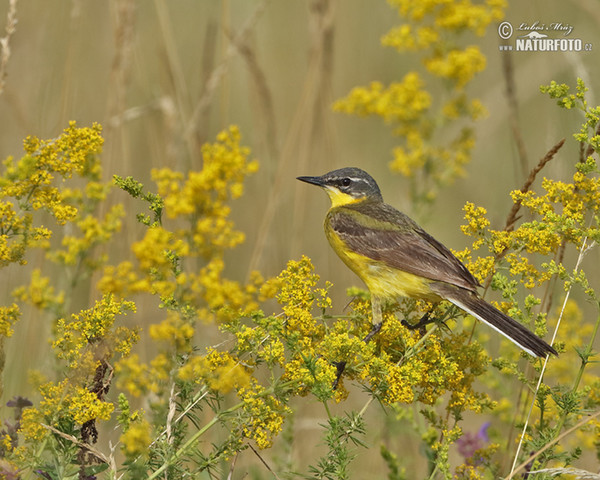 Konipas luční (Motacilla flava)