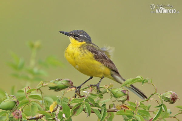 Konipas luční (Motacilla flava)