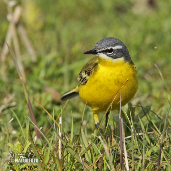 Konipas luční (Motacilla flava)