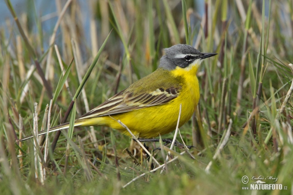 Konipas luční (Motacilla flava)