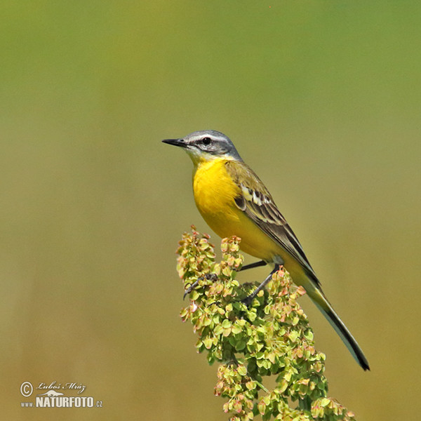 Konipas luční (Motacilla flava)