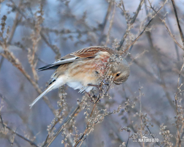 Konopka obecná (Carduelis cannabina)