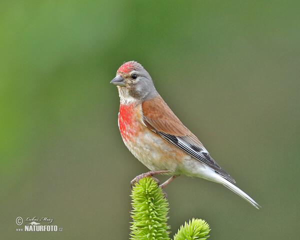 Konopka obecná (Carduelis cannabina)