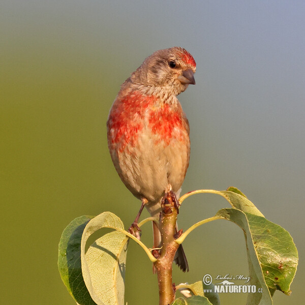 Konopka obecná (Carduelis cannabina)