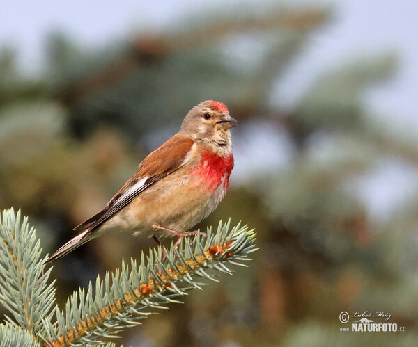 Konopka obecná (Carduelis cannabina)