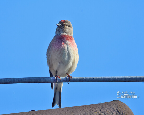 Konopka obecná (Carduelis cannabina)