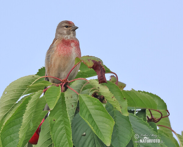 Konopka obecná (Carduelis cannabina)