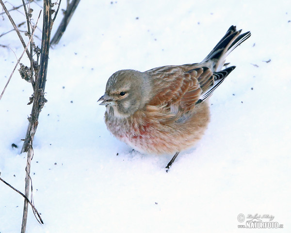 Konopka obecná (Carduelis cannabina)