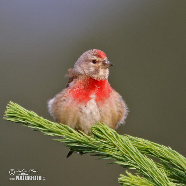 Konopka obecná (Carduelis cannabina)