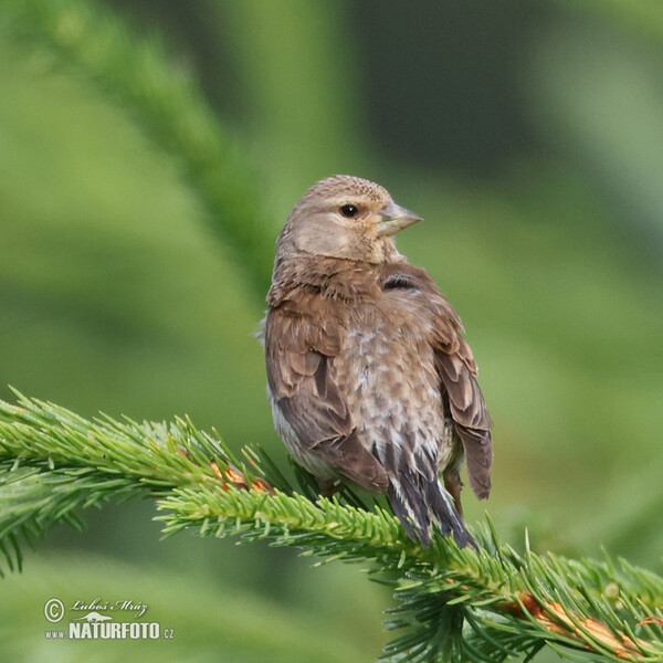 Konopka obecná (Carduelis cannabina)