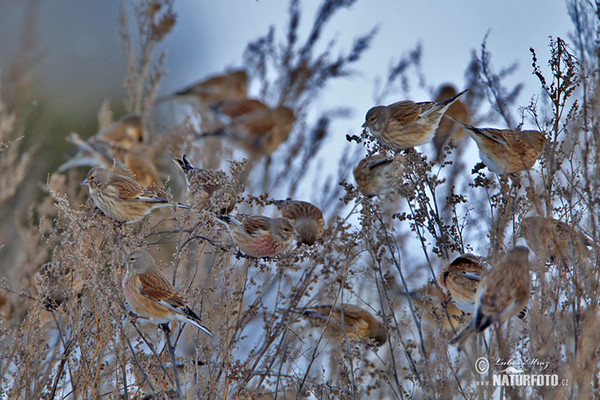 Konopka obecná (Carduelis cannabina)