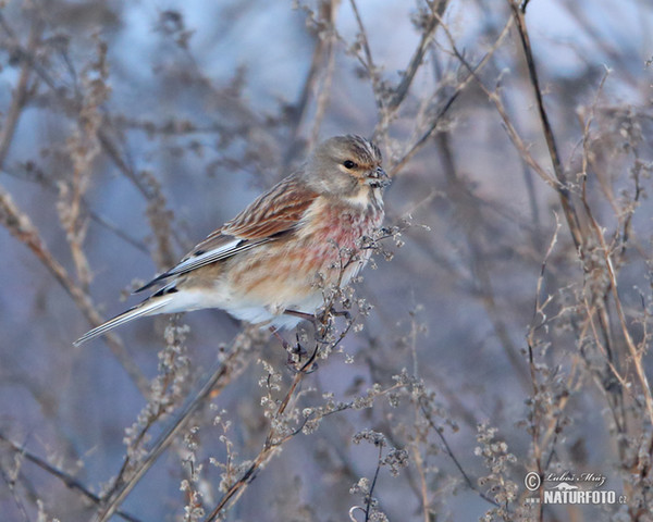 Konopka obecná (Carduelis cannabina)