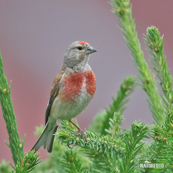 Konopka obecná (Carduelis cannabina)