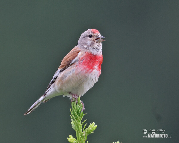 Konopka obecná (Carduelis cannabina)