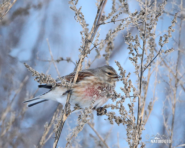 Konopka obecná (Carduelis cannabina)