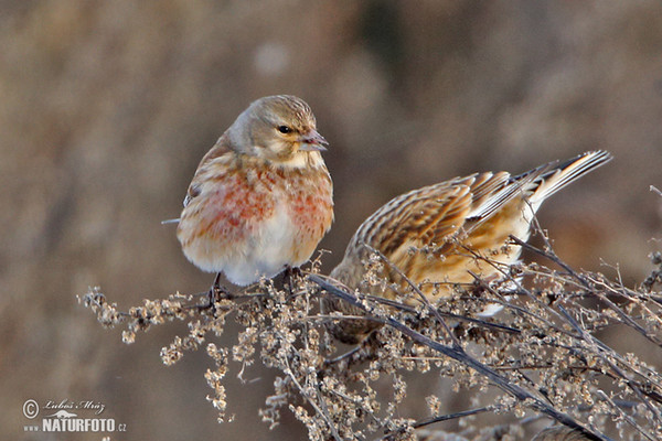 Konopka obecná (Carduelis cannabina)