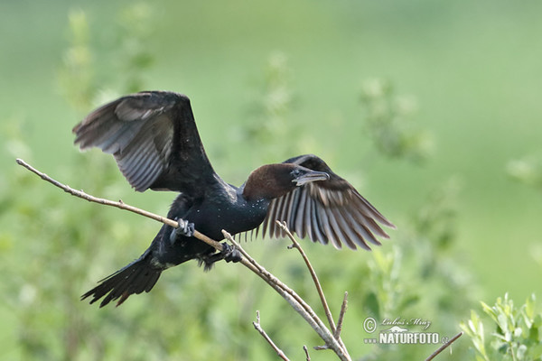 Kormorán malý (Phalacrocorax pygmaeus)