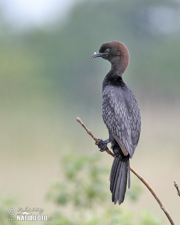 Kormorán malý (Phalacrocorax pygmaeus)