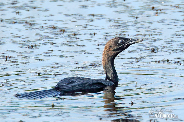 Kormorán malý (Phalacrocorax pygmaeus)