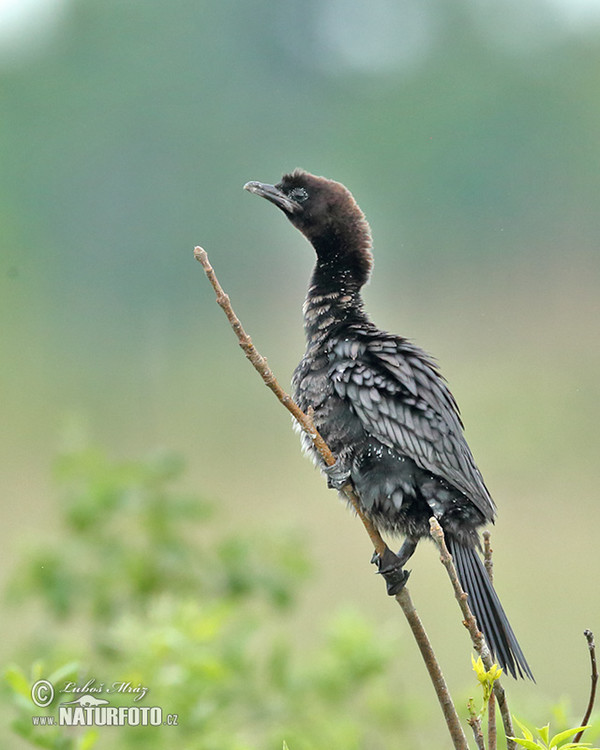 Kormorán malý (Phalacrocorax pygmaeus)