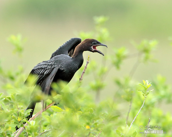 Kormorán malý (Phalacrocorax pygmaeus)