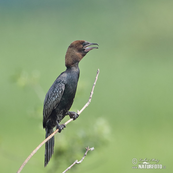 Kormorán malý (Phalacrocorax pygmaeus)