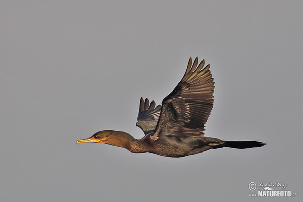 Kormorán neotropický (Phalacrocorax brasilianus)