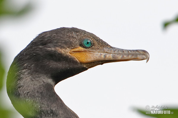 Kormorán neotropický (Phalacrocorax brasilianus)