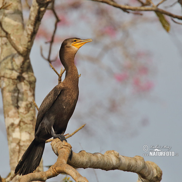 Kormorán olivový (Phalacrocorax brasilianus)