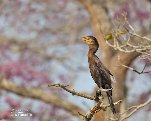 Kormorán olivový (Phalacrocorax brasilianus)