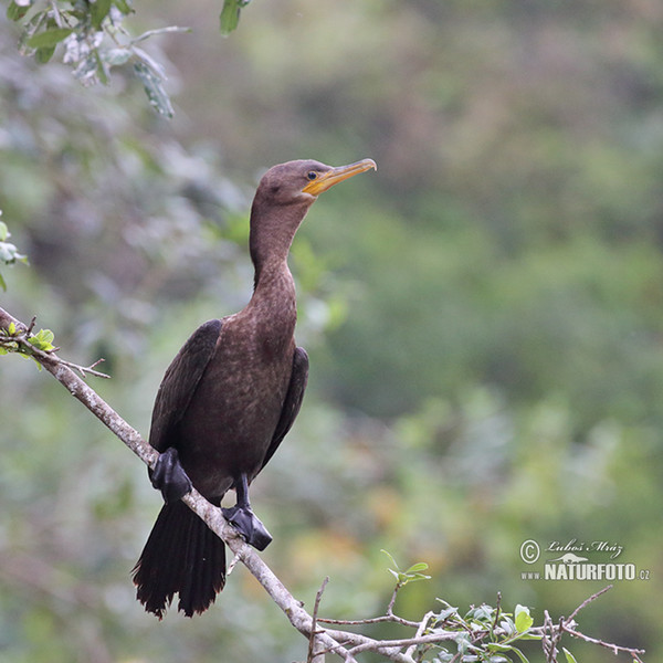 Kormorán olivový (Phalacrocorax brasilianus)