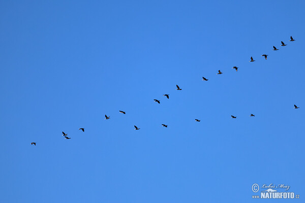 Kormorán velký (Phalacrocorax carbo)