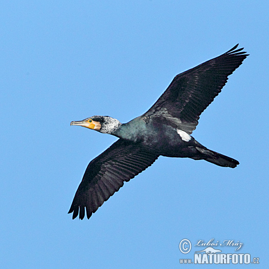 Kormorán veľký (Phalacrocorax carbo)