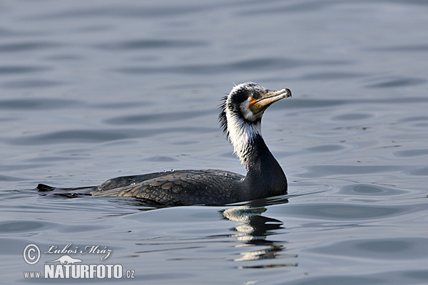 Kormorán veľký (Phalacrocorax carbo)