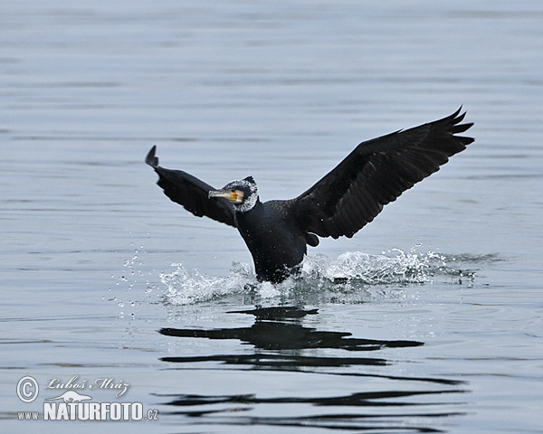 Kormorán veľký (Phalacrocorax carbo)