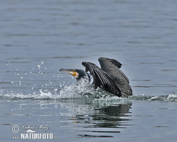 Kormorán veľký (Phalacrocorax carbo)
