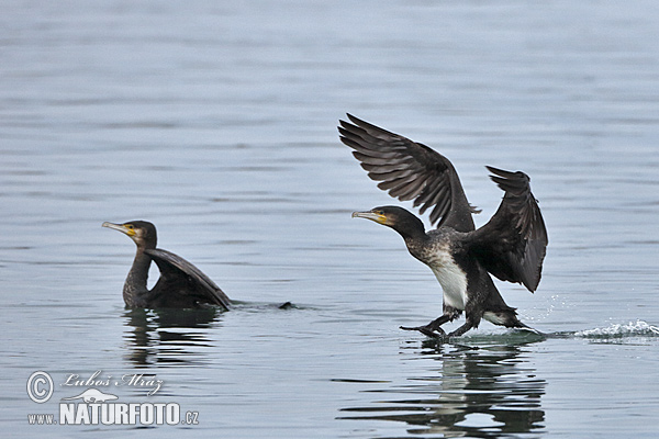 Kormorán veľký (Phalacrocorax carbo)