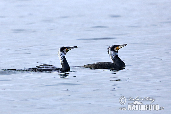 Kormorán veľký (Phalacrocorax carbo)