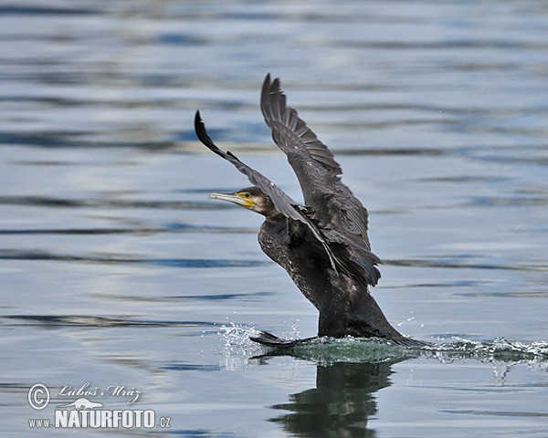 Kormorán veľký (Phalacrocorax carbo)