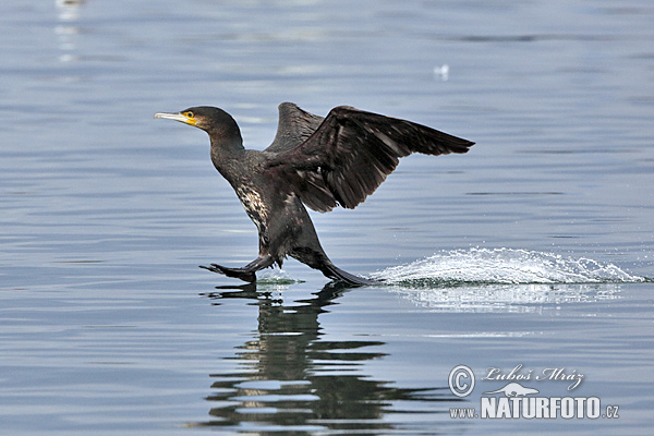 Kormorán veľký (Phalacrocorax carbo)