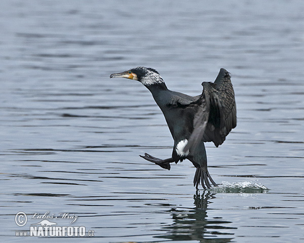 Kormorán veľký (Phalacrocorax carbo)