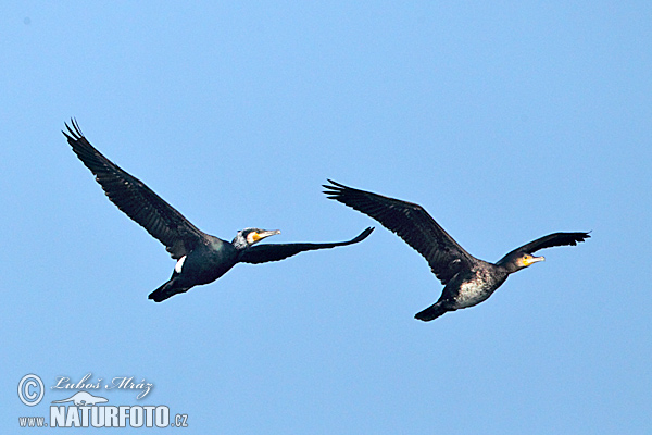 Kormorán veľký (Phalacrocorax carbo)
