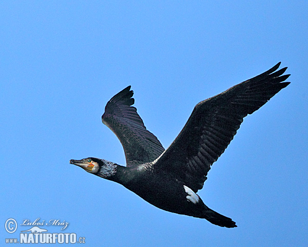 Kormorán veľký (Phalacrocorax carbo)