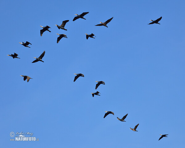 Kormorán velký (Phalacrocorax carbo)
