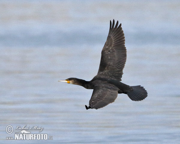 Kormorán veľký (Phalacrocorax carbo)